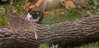 Best Root Management and Removal  in De Kal, TX