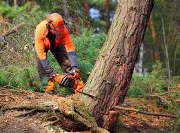 Organic Lawn Care Solutions in De Kal, TX
