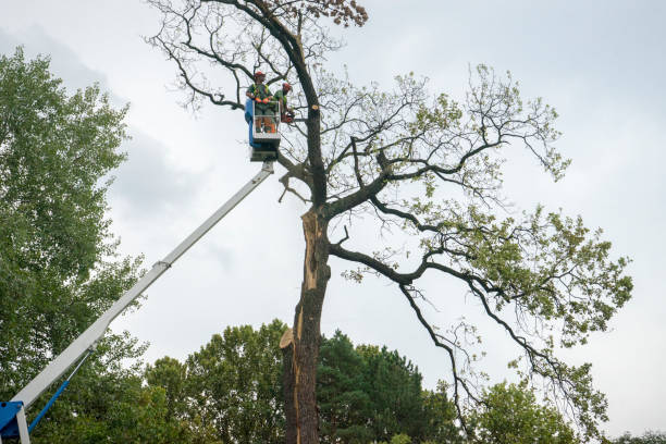 Best Hedge Trimming  in De Kal, TX