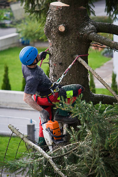 Best Tree Health Inspection  in De Kal, TX