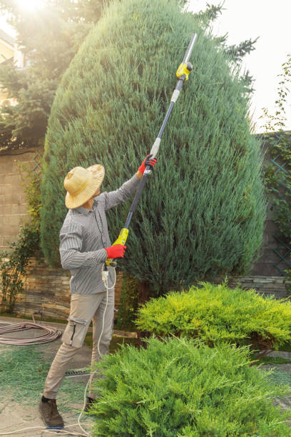 Best Sod Installation  in De Kal, TX