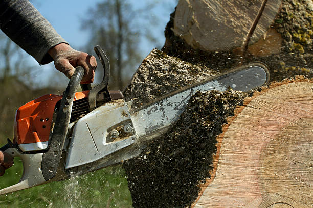 How Our Tree Care Process Works  in  De Kal, TX